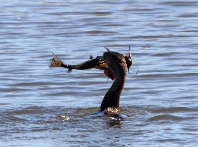 Double-crested Cormorant with catfish2_2499.jpg