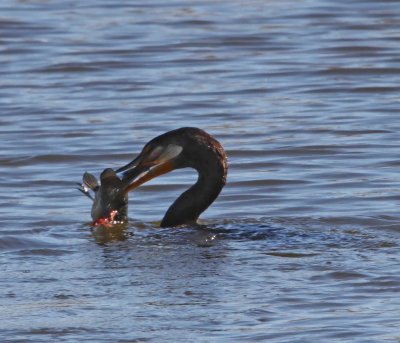 Double-crested Cormorant with catfish3_2506.jpg
