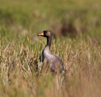 Greater White-fronted Goose - juvenile_2549.jpg
