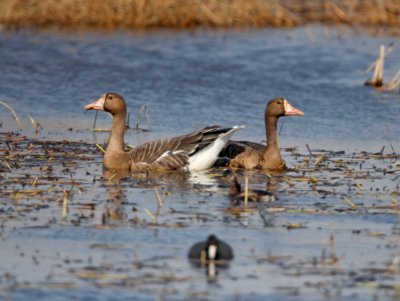 Greater White-fronted Geese_3479.jpg