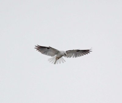 White-tailed Kite_3800.jpg