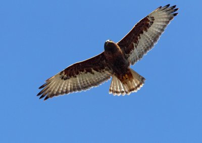 Ferruginous Hawk - dark morph adult_5100.jpg
