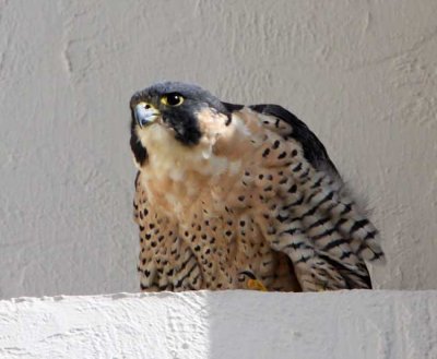 Peregrine Falcon - adult_4064.jpg