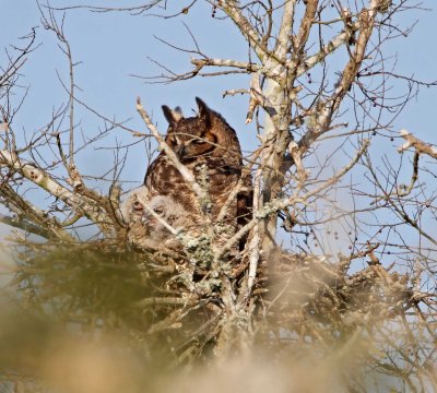 Great Horned Owl on nest_5388.jpg