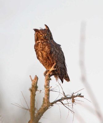 Great Horned Owl_5425.jpg