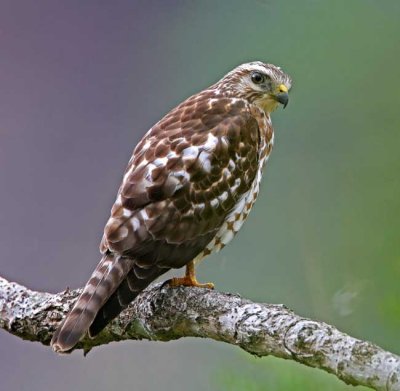 Broad-winged Hawk - juvenile_0263.jpg