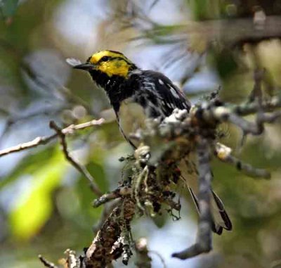 Golden-cheeked Warbler - male_1525.jpg