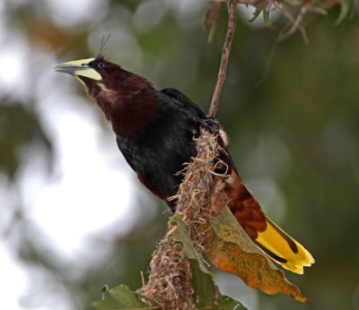 Chestnut-headed Oropendola_7223.jpg