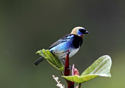 Golden-hooded Tanager_6782.jpg