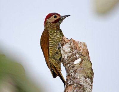 Golden-olive Woodpecker - male_6984.jpg