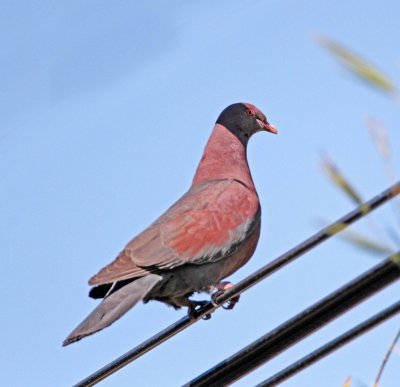 Red-billed Pigeon_5870.jpg