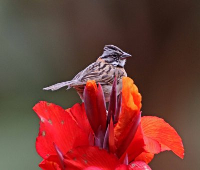 Rufous-collared Sparrow_5959.jpg