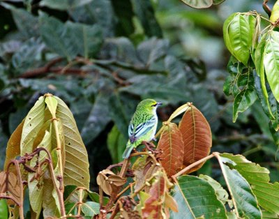 Speckled Tanager_6997.jpg