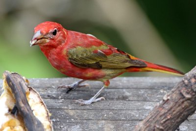 Summer Tanager - 1st year male_6462.jpg