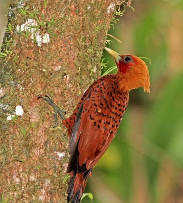 Chestnut-colored Woodpecker - male_7516.jpg