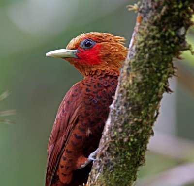 Chestnut-colored Woodpecker - male_8084.jpg