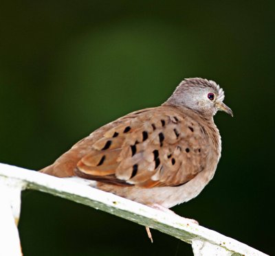 Ruddy Ground Dove_7438.jpg