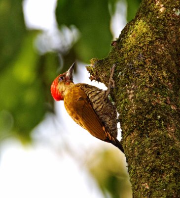 Rufous-winged Woodpecker - male_7546.jpg