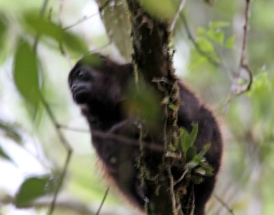 Mantled Howler Monkey_8952.jpg