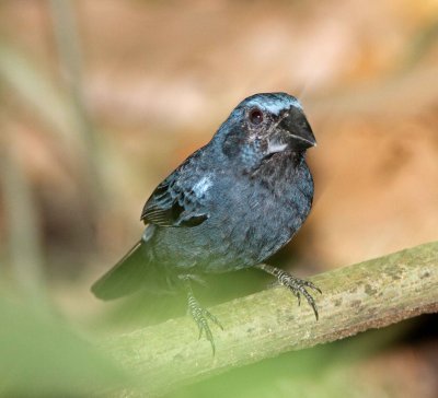 Blue-black Grosbeak - male_8858.jpg