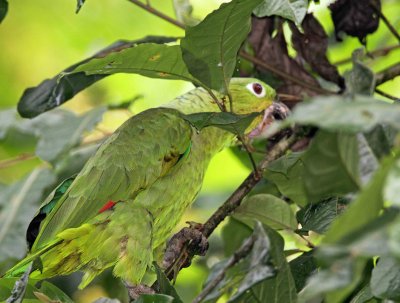 Northern Mealy Parrot_8448.jpg