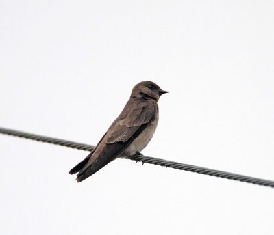 Northern Rough-winged Swallow_8281.jpg