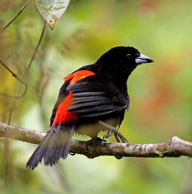 Scarlet-rumped Tanager - male_8743.jpg