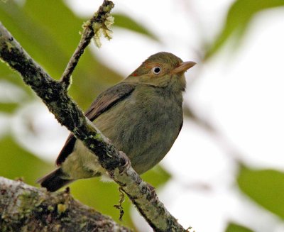 Red-capped Manakin - juvenile male_8289.jpg