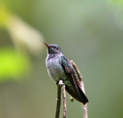 Blue-chested Hummingbird - female_8842.jpg