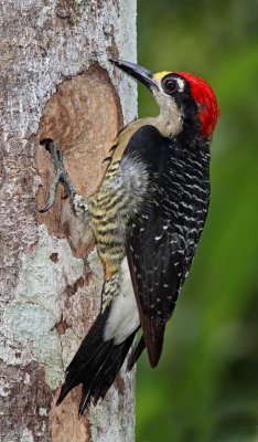 Black-cheeked Woodpecker - male_0581.jpg