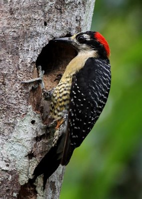 Black-cheeked Woodpecker - female_0561.jpg