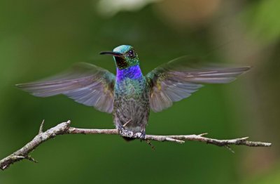 Blue-chested Hummingbird - male_0734.jpg