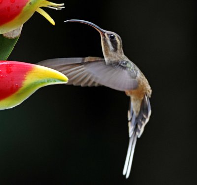 Long-billed Hermit_0212.jpg