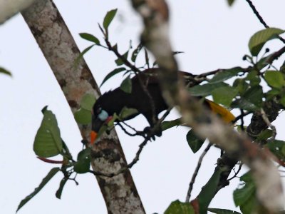 Montezuma Oropendola_9026.jpg