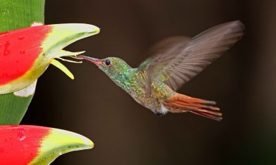 Rufous-tailed Hummingbird_0428.jpg