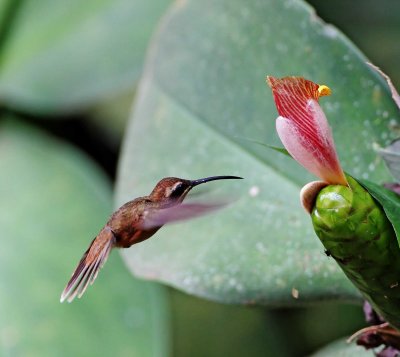 Stripe-throated Hermit_0531.jpg