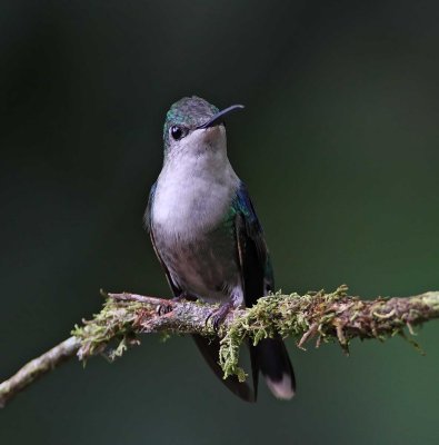 Violet-headed Hummingbird - female_0494.jpg
