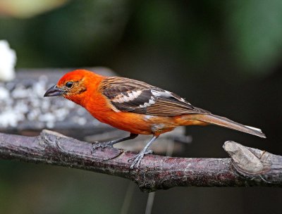 Flame-colored Tanager - male_1963.jpg