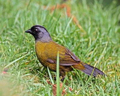 Large-footed Finch_1997.jpg