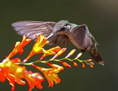 Talamanca Hummingbird - female_1459.jpg