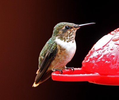 Scintillant Hummingbird - female_2097.jpg