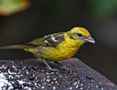 Flame-colored Tanager - juvenile male_2051.jpg