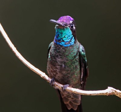 Talamanca Hummingbird - male_1730.jpg