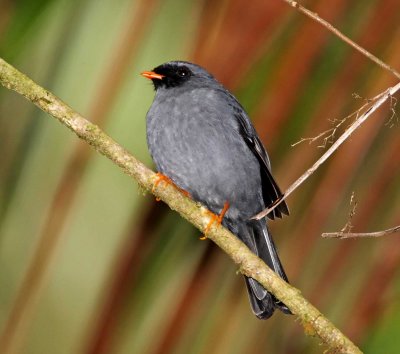 Black-faced Solitaire_2778.jpg