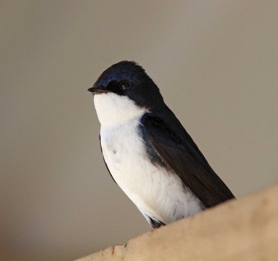 Blue-and-white Swallow_3174.jpg