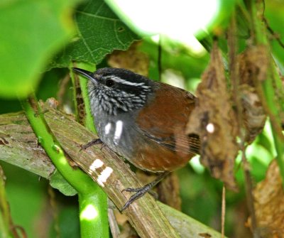 Grey-breasted Wood-Wren_3040.jpg