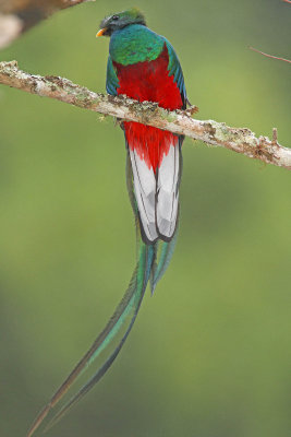 Resplendant Quetzal - male_3471.jpg