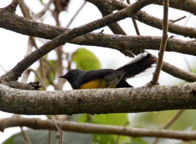 Slate-throated Redstart_3344.jpg