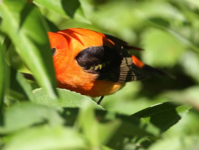 Scarlet Tanager - orange variant with wing bar_4215.jpg
