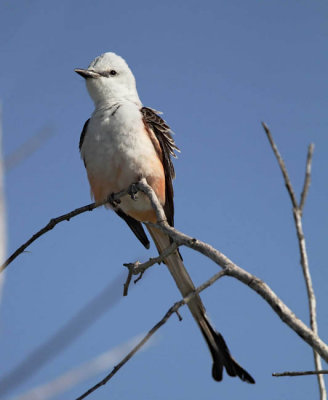 Scissor-Tail Flycatcher - male_7177.jpg